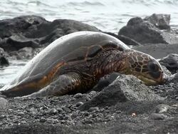 Green sea turtles in Black beach, Hawaii Stock Footage