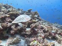 Hawksbill Turtle (Eretmochelys imbricata) feeding on coral reef wall, starts swimming away, schools of fishes in background, Vaavu Atoll, The Maldives Stock Footage