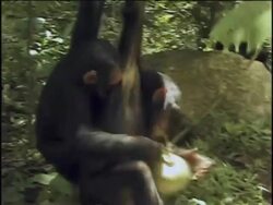 CU, Two young chimpanzees (Pan troglodytes) hanging on tree, fighting for fruit, Gombe Stream National Park, Tanzania Stock Footage