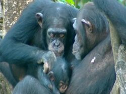Chimpanzee (Pan troglodytes) mother and very young baby sitting in tree, another grooms baby, Sierra Leone Stock Footage