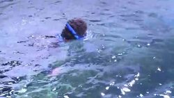 CLEAN : Diver Peter Frolla dives News Clip