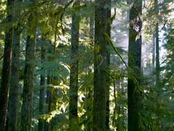 Forest Stock Footage