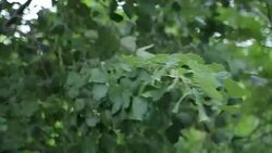 high wind Stock Footage