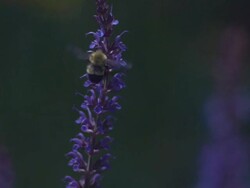 CU SLO MO Flying bumblebee on purple flowers  / Morristown , New Jersey, USA Stock Footage