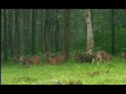 Chital (Axis axis) Deer in the monsoon rains, Nagarahole, Southern India Stock Footage