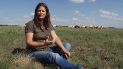 THE WORLD'S LAST REMAINING WILD HORSES News Clip