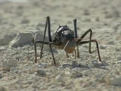 beetle Stock Footage