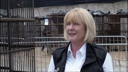 Forty-four felines rescued from zoos and circuses in Peru, Argentina and Colombia are headed to an animal sanctuary in the United States. News Clip