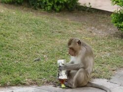 Monkeys drinking Stock Footage