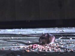 Wood Mouse Slow Motion Stock Footage