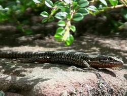 MS View of  lizard on stone / Oberstdorf, Bavaria, Germany  Stock Footage
