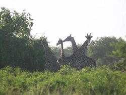 Giraffe In Treeline 2 Stock Footage