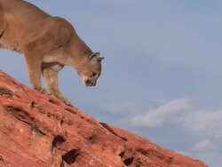 MS TS Mountain Lion (Puma concolor) jumps across rocks - side view /Utah, USA Stock Footage