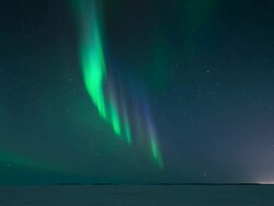 T/L of aurora with trees in forground Stock Footage