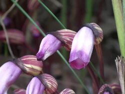rare flower: broomrape Stock Footage