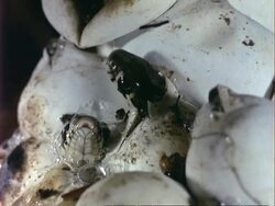 CU Grass Snakes hatching from eggs, flicking tongue Stock Footage