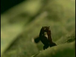 CU Caterpillar moving on leaf, side view, Western Ghats, India Stock Footage