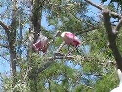 Spoonbill Courtship Stock Footage