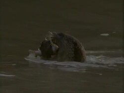 MCU Otter in mangrove swamp eating fish, India Stock Footage