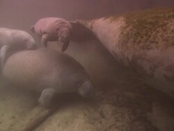 Manatees baby and mother, escape group, travel, Florida, North Atlantic Ocean  Stock Footage