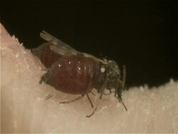 Midge, (Culicoides nubeculosus) sucking blood through skin  (this Culicoides is indistinguishable to the laymans eye from the spp that causes Blue Tongue)SEQUENCE OF SHOTS SPECIAL RATES APPLY Stock Footage