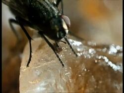 BCU House Fly feeding on sugar, UK Stock Footage