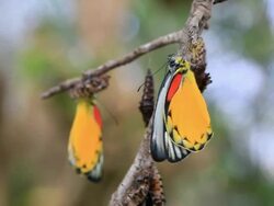 Butterfly Emerging from Chrysalis Stock Footage