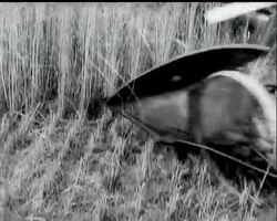 EARLY HARVEST News Clip