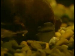 CU Platypus foraging underwater Stock Footage