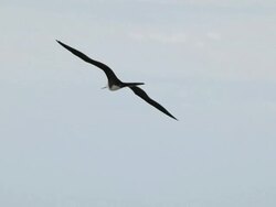 MS Seagull flying / Rio de Janeiro, Brazil Stock Footage
