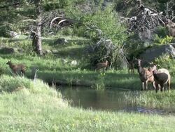 MS Shot of elk cows and calves crossing stream / Estes Park, Colorado, United States Stock Footage