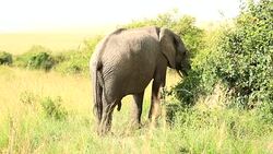 Elephants in Safari at Wild with tourists Stock Footage