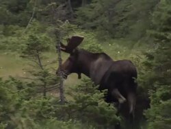 Moose in the forest of Nova Scotia Stock Footage