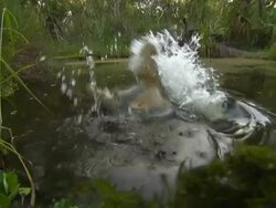 Crocodile lunge Stock Footage