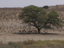 WS Springbok standing in shade / Kalahari, Northern Cape, South Africa  Stock Footage