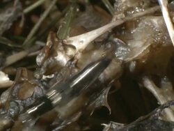 Staphylinid beetle on carcass, UK. Staphylinidae are one of the largest families of beetles, with over 45,000 species known worldwide and probably over 75% of tropical species still undescribed. Stock Footage