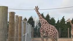 Giraffe Pair in a Pen at Twycross Zoo News Clip