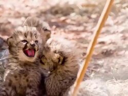 MS Cheetah Cubs Stock Footage