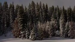 Snow frosts evergreens. Stock Footage