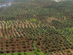 Aerial an Olive grove in the Western Galilee, Israel Stock Footage