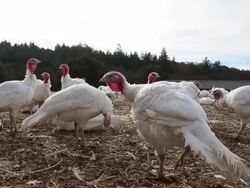 Turkeys Raised On California Farm Stock Footage