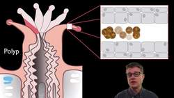 Coral Bleaching Instructional Video