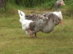 Big duck Stock Footage