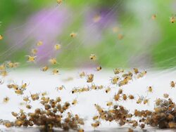Spiders Stock Footage