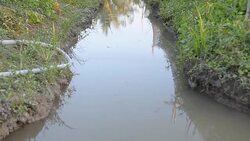 panning: gutter of Centella asiatica leaf  farm Stock Footage