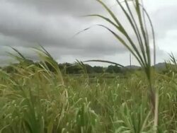 Sugar Cane Plantation: Moving Tracking Shot Stock Footage