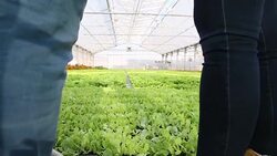 In a greenhouse Stock Footage