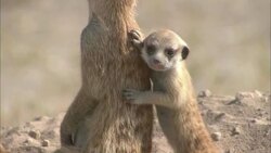 A young meerkat pup leans against an adult's back and paws at it until the adult turns around. Stock Footage