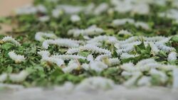 silkworms with leaves on the woven basket Stock Footage