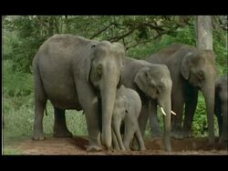 Asian Elephants (Elephas maximus) herd at salt lick, calf leaning against adult, Bandipur, Nagarahole, India Stock Footage